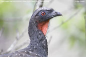 Dusky-legged Guan, Itatiaia, Rio de Janeiro, Brazil, November 2008 - click for larger image