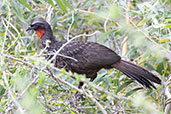 Dusky-legged Guan, Santuario do Caraca, Minas Gerais, Brazil, October 2022 - click for larger image