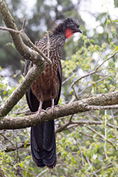 Dusky-legged Guan, Santuario do Caraca, Minas Gerais, Brazil, October 2022 - click for larger image