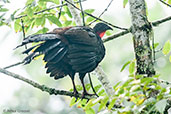 Cauca Guan, Otún-Quimbaya, Risaralda, Colombia, April 2012 - click for larger image