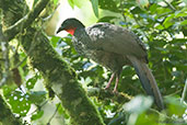 Cauca Guan, Otún-Quimbaya, Risaralda, Colombia, April 2012 - click for larger image