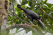 Crested Guan, Setimo Paraiso, Pichincha, Ecuador, November 2019 - click for larger image