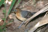 Female Amazonas Antbird, São Gabriel da Cachoeira, Amazonas, Brazil, August 2004 - click on image for a larger view