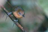 Female Amazonas Antbird, São Gabriel da Cachoeira, Amazonas, Brazil, August 2004 - click on image for a larger view