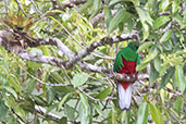 Crested Quetzal, Baeza, Napo, Ecuador, November 2019 - click for larger image