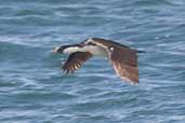 Imperial Shag, Chiloe, Chile, December 2005 - click for larger image