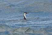 Imperial Shag, Chiloe, Chile, December 2005 - click for larger image