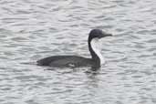 Imperial Shag, Tierra del Fuego, Chile, December 2005 - click for larger image