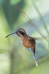 Black-throated Hermit, Waqanki Lodge, San Martin, Peru, October 2018 - click for larger image