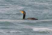 Double-crested Cormorant, Cayo Coco, Cuba, February 2005 - click on image for a larger view