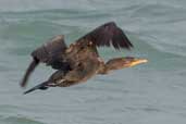 Double-crested Cormorant, Cayo Coco, Cuba, February 2005 - click on image for a larger view