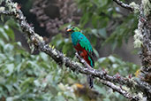 Golden-headed Quetzal, Atuen Valley, Cajamarca, Peru, October 2018 - click for larger image