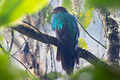 Golden-headed Quetzal, Refugio Paz de las Aves, Pichincha, Ecuador, November 2019 - click for larger image