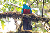 Golden-headed Quetzal, San Isidro, Napo, Ecuador, November 2019 - click for larger image
