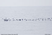 Guanay Cormorant, Cachagua, Chile, January 2007 - click for larger image