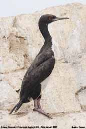 Guanay Cormorant, Pinguino de Humboldt, R.N., Chile, January 2007 - click for larger image