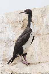 Guanay Cormorant, Pinguino de Humboldt, R.N., Chile, January 2007 - click for larger image