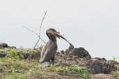 Olivaceous Cormorant, Taim, Rio Grande do Sul, Brazil, August 2004 - click for larger image