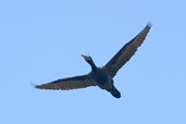 Olivaceous Cormorant, Caulin, Chiloe, Chile, November 2006 - click for larger image