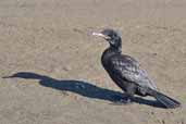 Olivaceous Cormorant, Caulin, Chiloe, Chile, November 2006 - click for larger image