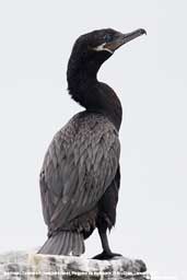 Olivaceous Cormorant, Pinguino de Humboldt, R.N., Chile, January 2007 - click for larger image