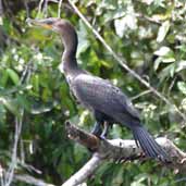 Olivaceous Cormorant, Cristalino River, Mato Grosso, Brazil, April 2003 - click for larger image