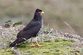 Carunculated Caracara, Antisana Reserve, Napo, Ecuador, November 2019 - click for larger image
