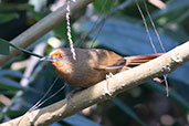 Orange-eyed Thornbird, Rio de Janeiro, Brazil, October 2022 - click for larger image