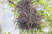 Orange-eyed Thornbird, Rio de Janeiro, Brazil, October 2022 - click for larger image