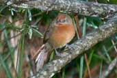 Red-eyed Thornbird, Intervales, São Paulo, Brazil, April 2004 - click for larger image