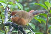 Red-eyed Thornbird, Intervales, São Paulo, Brazil, April 2004 - click for larger image