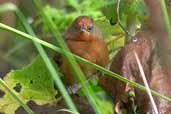 Red-eyed Thornbird, Intervales, São Paulo, Brazil, April 2004 - click for larger image