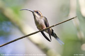 Scale-throated Hermit, Camacã, Bahia, Brazil, November 2008 - click for larger image