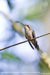 Scale-throated Hermit, Camacã, Bahia, Brazil, November 2008 - click for larger image