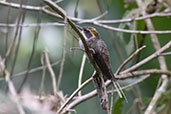 Scale-throated Hermit, Reserva Kaetes, Espirito Santo, Brazil, October 2022 - click for larger image