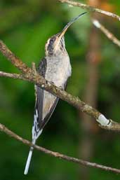 Scale-throated Hermit, Intervales, São Paulo, Brazil, April 2004 - click for larger image