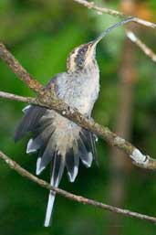 Scale-throated Hermit, Intervales, São Paulo, Brazil, April 2004 - click for larger image