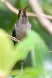 Scale-throated Hermit, Intervales, São Paulo, Brazil, April 2004 - click for larger image