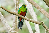 Male White-tipped Quetzal, Sierra Nevada de Santa Marta, Magdalena, Colombia, April 2012 - click for larger image