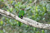 Female White-tipped Quetzal, Sierra Nevada de Santa Marta, Magdalena, Colombia, April 2012 - click for larger image