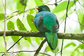 Male White-tipped Quetzal, Sierra Nevada de Santa Marta, Magdalena, Colombia, April 2012 - click for larger image