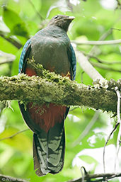 Female White-tipped Quetzal, Sierra Nevada de Santa Marta, Magdalena, Colombia, April 2012 - click for larger image