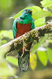 Male White-tipped Quetzal, Sierra Nevada de Santa Marta, Magdalena, Colombia, April 2012 - click for larger image