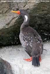 Red-legged Cormorant, Pinguino de Humboldt, R.N., Chile, January 2007 - click for larger image