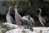 Adult and Juvenile Red-legged Cormorant, Pinguino de Humboldt, R.N., Chile, January 2007 - click for larger image