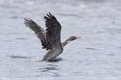 Red-legged Cormorant, Pan de Azucar, P. N., Chile, January 2007 - click for larger image