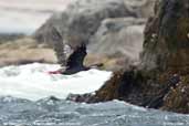 Red-legged Cormorant, Pan de Azucar, P. N., Chile, January 2007 - click for larger image