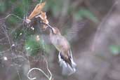 Broad-tipped Hermit, Chapada Diamantina, Bahia, Brazil, July 2002 - click for larger image