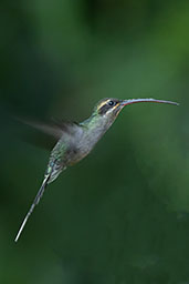 Green Hermit, Alto Nieva, San Martin, Peru, October 2018 - click for larger image