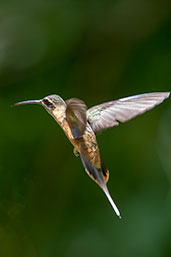 Koepcke's Hermit, Aconabikh Reserve, San Martin, Peru, October 2018 - click for larger image